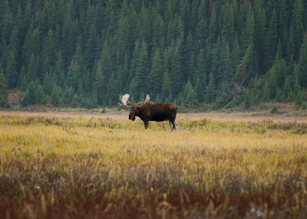 A Bear And Bison Country Inn Κάνμορ Εξωτερικό φωτογραφία