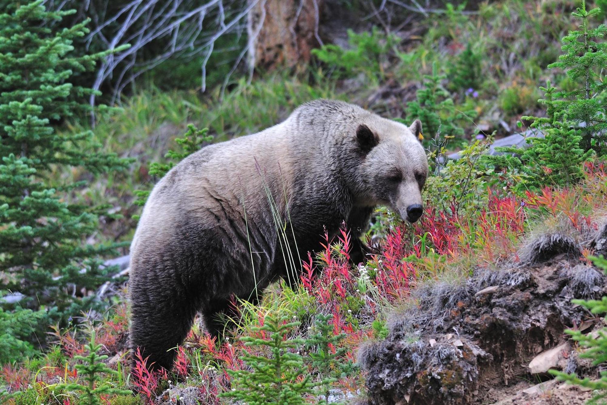 A Bear And Bison Country Inn Κάνμορ Εξωτερικό φωτογραφία