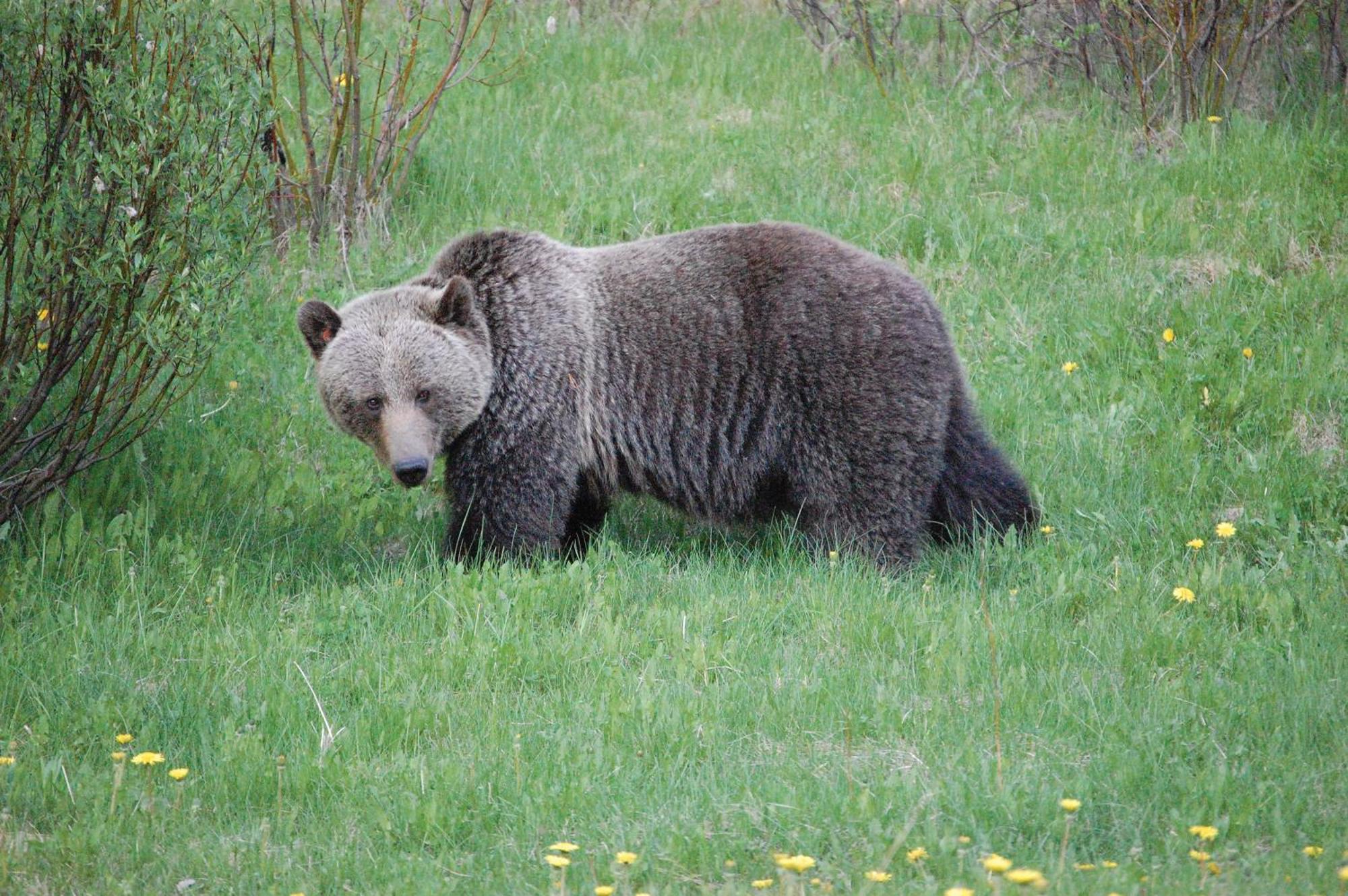 A Bear And Bison Country Inn Κάνμορ Εξωτερικό φωτογραφία